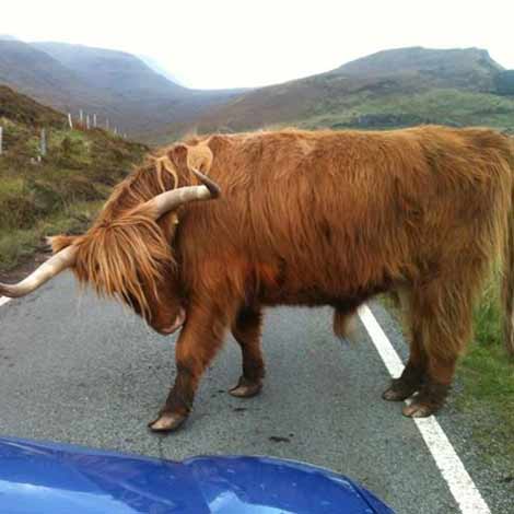 Scottish Highland cows in argyll and bute