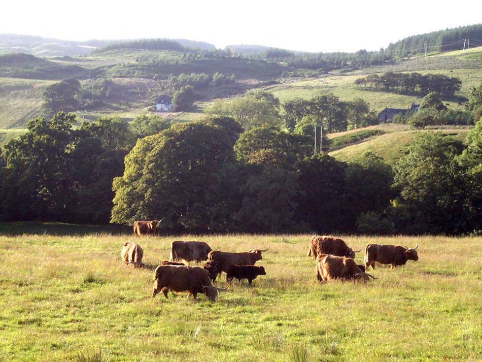highland cows on scottish holiday
