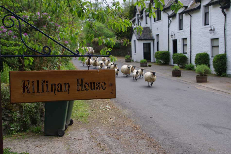 sheep and wildlife on a scottish holiday