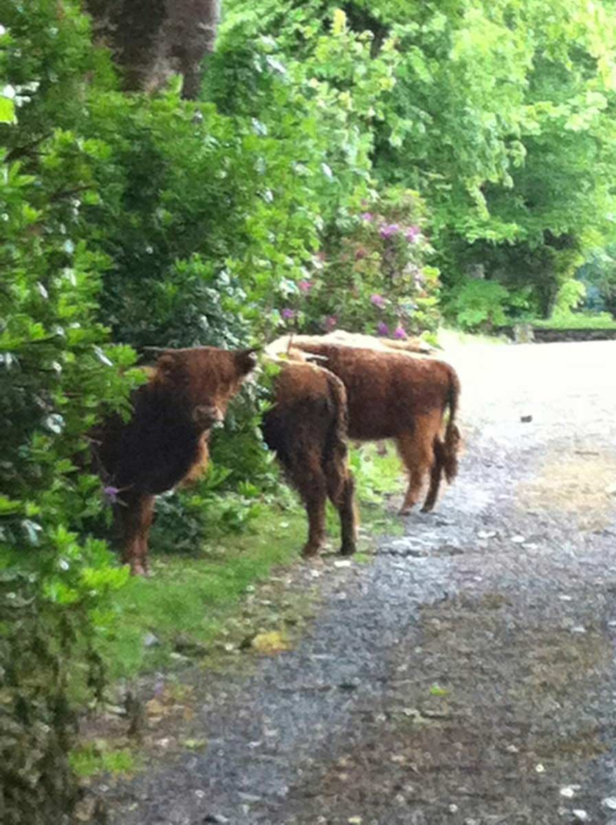 Scottish Highland Cows visiting the holiday house
