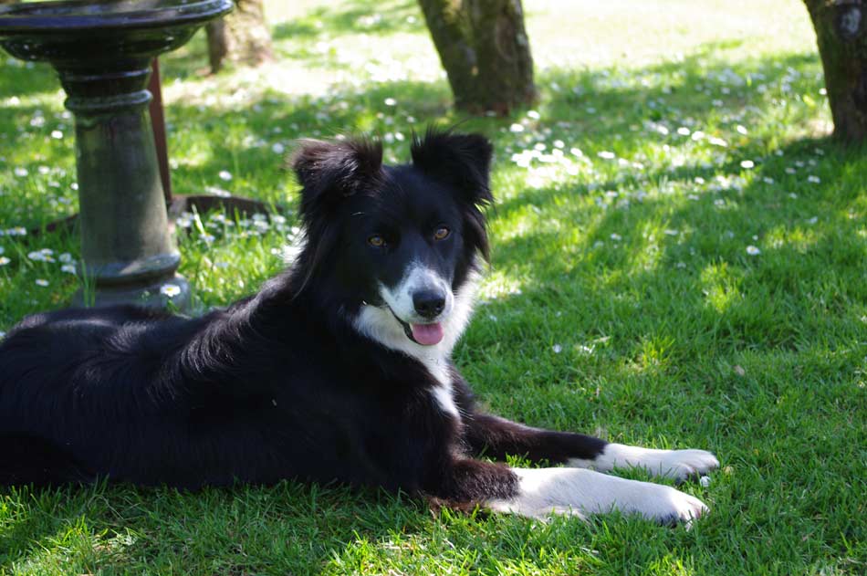 Scottish dog visits the holiday house