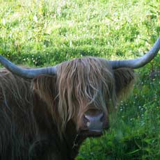 highland cows on scottish holiday